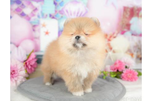 販売中の千葉県のポメラニアン-377486の6枚目